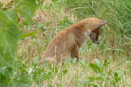 Fuchs auf Jagd