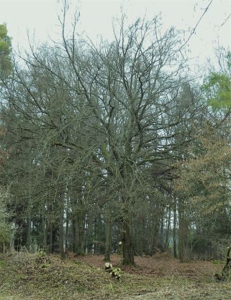 alte Buche